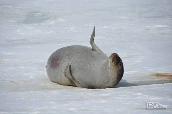 Um filhote de elefante marinho parece acenar para nós em Turret Point, em King George Island, na Antártida